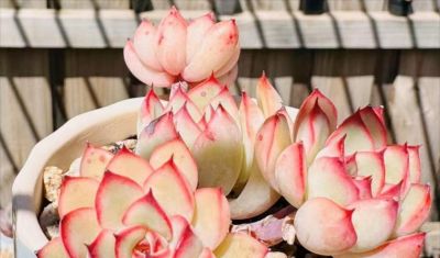 想养好看的多肉不知选哪种好？试试这9个品种，这颜值你不会后悔 - 图画吧TUHUABA