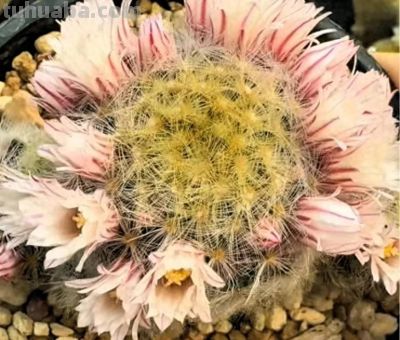 凤羽仙人球冻伤了 - 今日头条