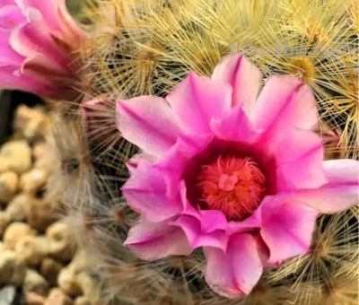 凤羽仙人球冻伤了 - 图画吧TUHUABA