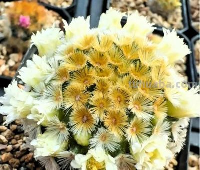 凤羽仙人球冻伤了 - 图画吧TUHUABA