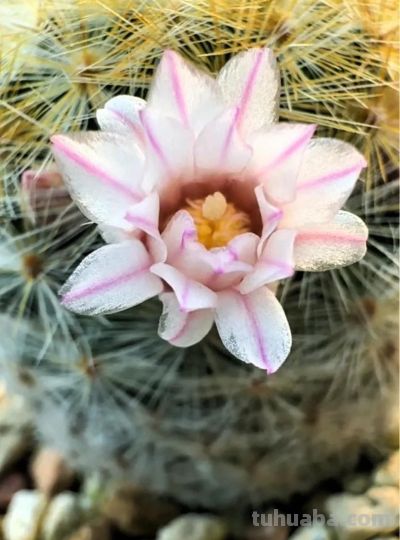 凤羽仙人球冻伤了 - 图画吧TUHUABA