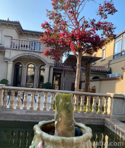 凤羽仙人球冻伤了 - 图画吧TUHUABA