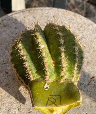 凤羽仙人球冻伤了 - 图画吧TUHUABA