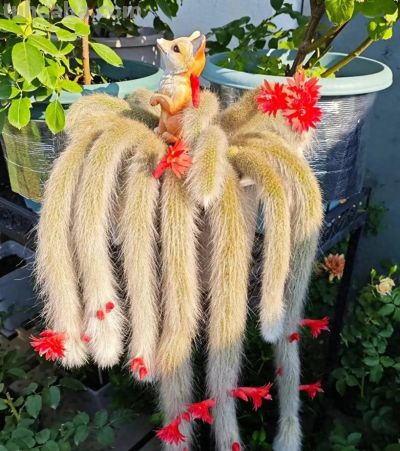 八种常见的仙人柱品种，有些适合盆栽，有些只能原生地欣赏 - 今日头条