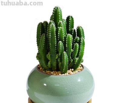 八种常见的仙人柱品种，有些适合盆栽，有些只能原生地欣赏 - 图画吧TUHUABA