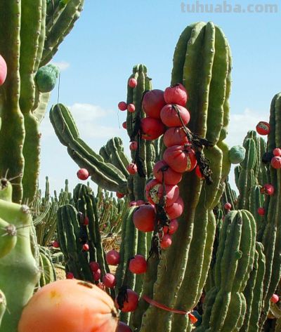 八种常见的仙人柱品种，有些适合盆栽，有些只能原生地欣赏 - 图画吧TUHUABA