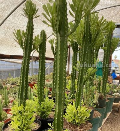 八种常见的仙人柱品种，有些适合盆栽，有些只能原生地欣赏 - 图画吧TUHUABA