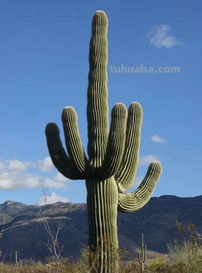 八种常见的仙人柱品种，有些适合盆栽，有些只能原生地欣赏 - 图画吧TUHUABA