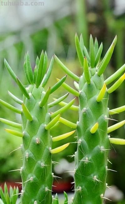 八种常见的仙人柱品种，有些适合盆栽，有些只能原生地欣赏 - 图画吧TUHUABA