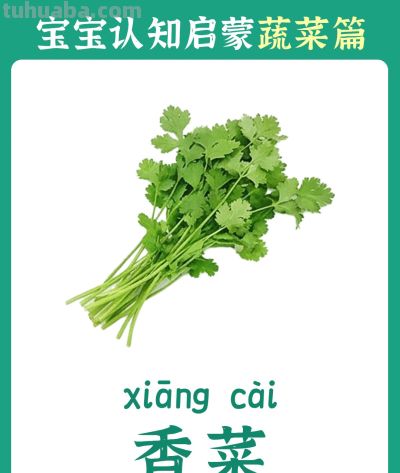 儿童认知启蒙卡：蔬菜篇 - 图画吧TUHUABA