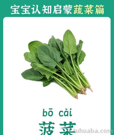 儿童认知启蒙卡：蔬菜篇 - 图画吧TUHUABA