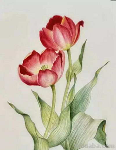 彩铅画（十七） - 图画吧TUHUABA