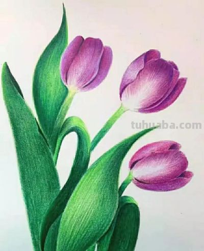 彩铅画（十七） - 图画吧TUHUABA