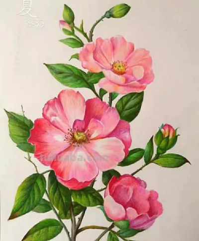 彩铅画（十七） - 图画吧TUHUABA