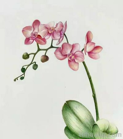 彩铅画（十七） - 图画吧TUHUABA