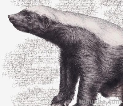 以为是高清照片,放大才发现是手绘,20 幅动物素描震撼全网 - 今日头条 以为是高清照片,放大才发现是手绘,20 幅动物素描震撼全网 - 图画吧TUHUABA