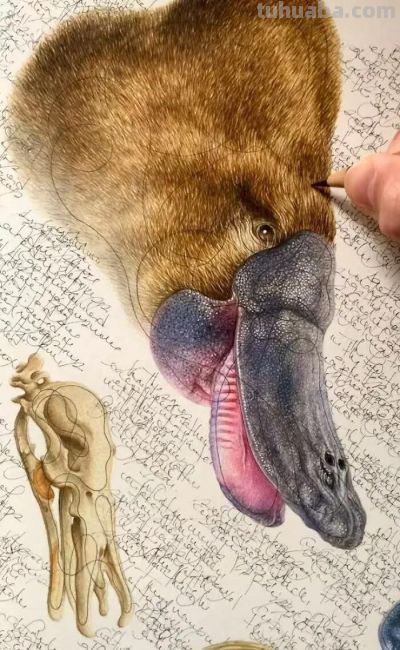 以为是高清照片,放大才发现是手绘,20 幅动物素描震撼全网 - 今日头条 以为是高清照片,放大才发现是手绘,20 幅动物素描震撼全网 - 图画吧TUHUABA