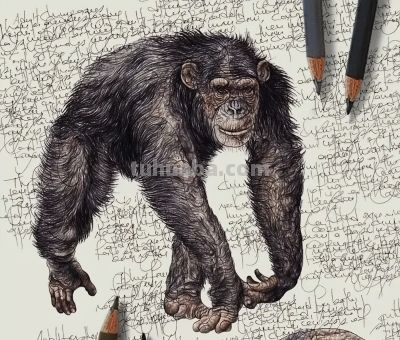 以为是高清照片,放大才发现是手绘,20 幅动物素描震撼全网 - 今日头条 以为是高清照片,放大才发现是手绘,20 幅动物素描震撼全网 - 图画吧TUHUABA