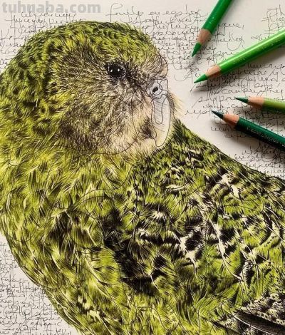 以为是高清照片,放大才发现是手绘,20 幅动物素描震撼全网 - 今日头条 以为是高清照片,放大才发现是手绘,20 幅动物素描震撼全网 - 图画吧TUHUABA