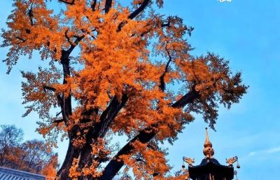 【醉美青檀秋色正当时】水彩画卷徐徐展开，只等您来！ - 图画吧TUHUABA