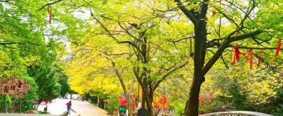 【醉美青檀秋色正当时】水彩画卷徐徐展开，只等您来！ - 图画吧TUHUABA