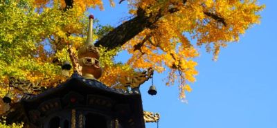 【醉美青檀秋色正当时】水彩画卷徐徐展开，只等您来！ - 图画吧TUHUABA