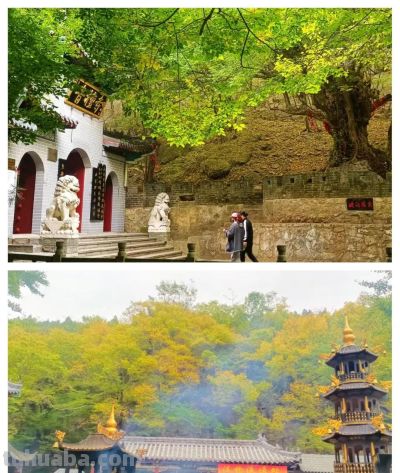 【醉美青檀秋色正当时】水彩画卷徐徐展开，只等您来！ - 图画吧TUHUABA