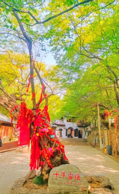 【醉美青檀秋色正当时】水彩画卷徐徐展开，只等您来！ - 图画吧TUHUABA