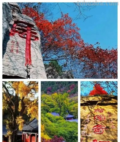 【醉美青檀秋色正当时】水彩画卷徐徐展开，只等您来！ - 图画吧TUHUABA