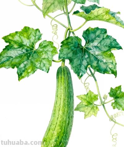 水彩画｜丝瓜 - 图画吧TUHUABA