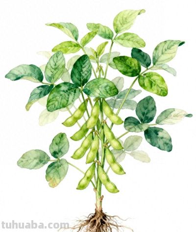 水彩画｜毛豆 - 今日头条