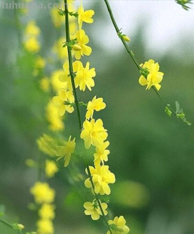 迎春花开了！这7个拍照技巧，让你的照片刷爆朋友圈 - 今日头条