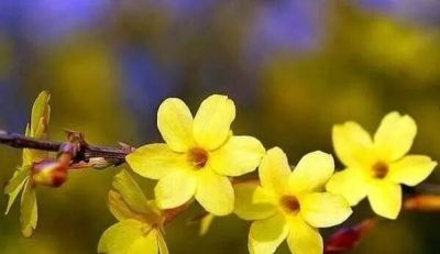 迎春花开了!这7个拍照技巧,让你的照片刷爆朋友圈 - 今日头条 迎春花开了!这7个拍照技巧,让你的照片刷爆朋友圈 - 图画吧TUHUABA