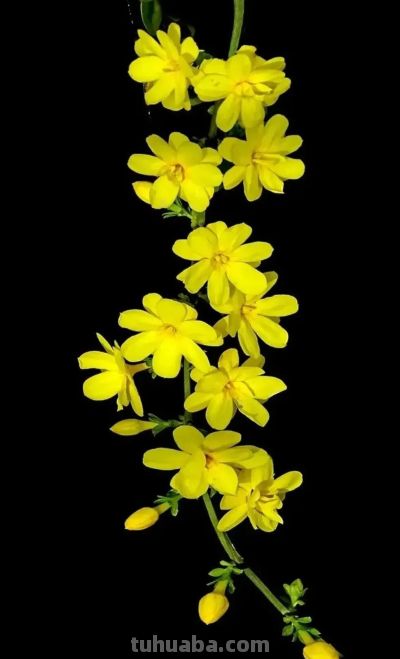 迎春花开了!这7个拍照技巧,让你的照片刷爆朋友圈 - 今日头条 迎春花开了!这7个拍照技巧,让你的照片刷爆朋友圈 - 图画吧TUHUABA