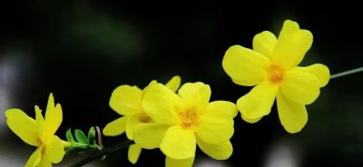 迎春花开了!这7个拍照技巧,让你的照片刷爆朋友圈 - 今日头条 迎春花开了!这7个拍照技巧,让你的照片刷爆朋友圈 - 图画吧TUHUABA