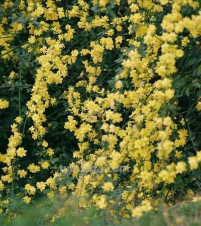 迎春花开了!这7个拍照技巧,让你的照片刷爆朋友圈 - 今日头条 迎春花开了!这7个拍照技巧,让你的照片刷爆朋友圈 - 图画吧TUHUABA
