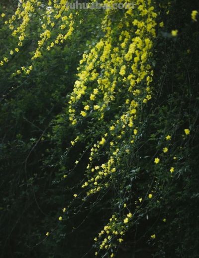 迎春花开了!这7个拍照技巧,让你的照片刷爆朋友圈 - 今日头条 迎春花开了!这7个拍照技巧,让你的照片刷爆朋友圈 - 图画吧TUHUABA