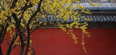 迎春花开了!这7个拍照技巧,让你的照片刷爆朋友圈 - 今日头条 迎春花开了!这7个拍照技巧,让你的照片刷爆朋友圈 - 图画吧TUHUABA