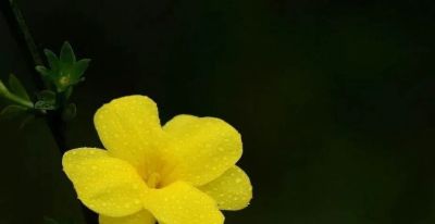 迎春花开了!这7个拍照技巧,让你的照片刷爆朋友圈 - 今日头条 迎春花开了!这7个拍照技巧,让你的照片刷爆朋友圈 - 图画吧TUHUABA