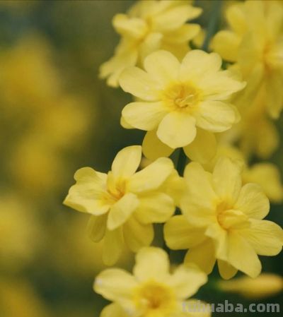 迎春花开了!这7个拍照技巧,让你的照片刷爆朋友圈 - 今日头条 迎春花开了!这7个拍照技巧,让你的照片刷爆朋友圈 - 图画吧TUHUABA
