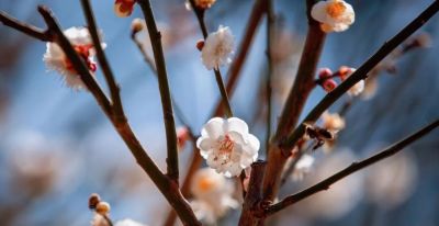 开了，超出片！（附手机拍摄实用技巧） - 图画吧TUHUABA