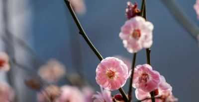 开了，超出片！（附手机拍摄实用技巧） - 图画吧TUHUABA