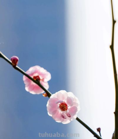 开了，超出片！（附手机拍摄实用技巧） - 图画吧TUHUABA