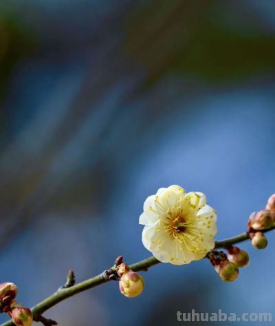 开了，超出片！（附手机拍摄实用技巧） - 图画吧TUHUABA