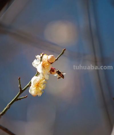 开了，超出片！（附手机拍摄实用技巧） - 图画吧TUHUABA