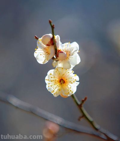 开了，超出片！（附手机拍摄实用技巧） - 图画吧TUHUABA