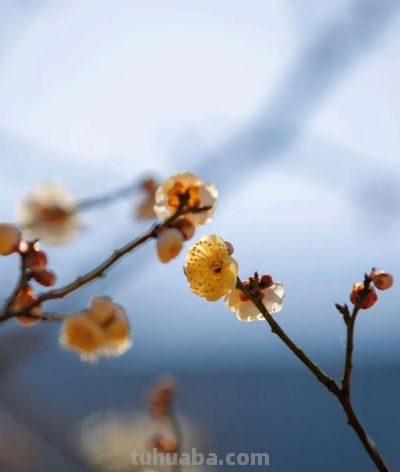 开了，超出片！（附手机拍摄实用技巧） - 图画吧TUHUABA