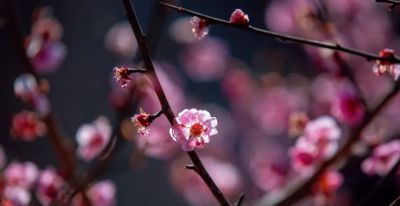 开了，超出片！（附手机拍摄实用技巧） - 图画吧TUHUABA