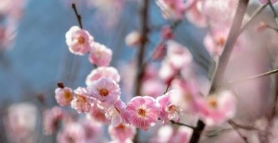 开了，超出片！（附手机拍摄实用技巧） - 图画吧TUHUABA