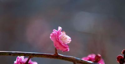 开了，超出片！（附手机拍摄实用技巧） - 图画吧TUHUABA